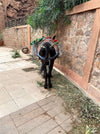 The Year Of The Donkey | A Photographic Coffee Table Book | charitable gift,christmas gift,coffee table book,photobook | Inhérent