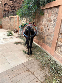 The Year Of The Donkey | A Photographic Coffee Table Book | charitable gift,christmas gift,coffee table book,photobook | Inhérent