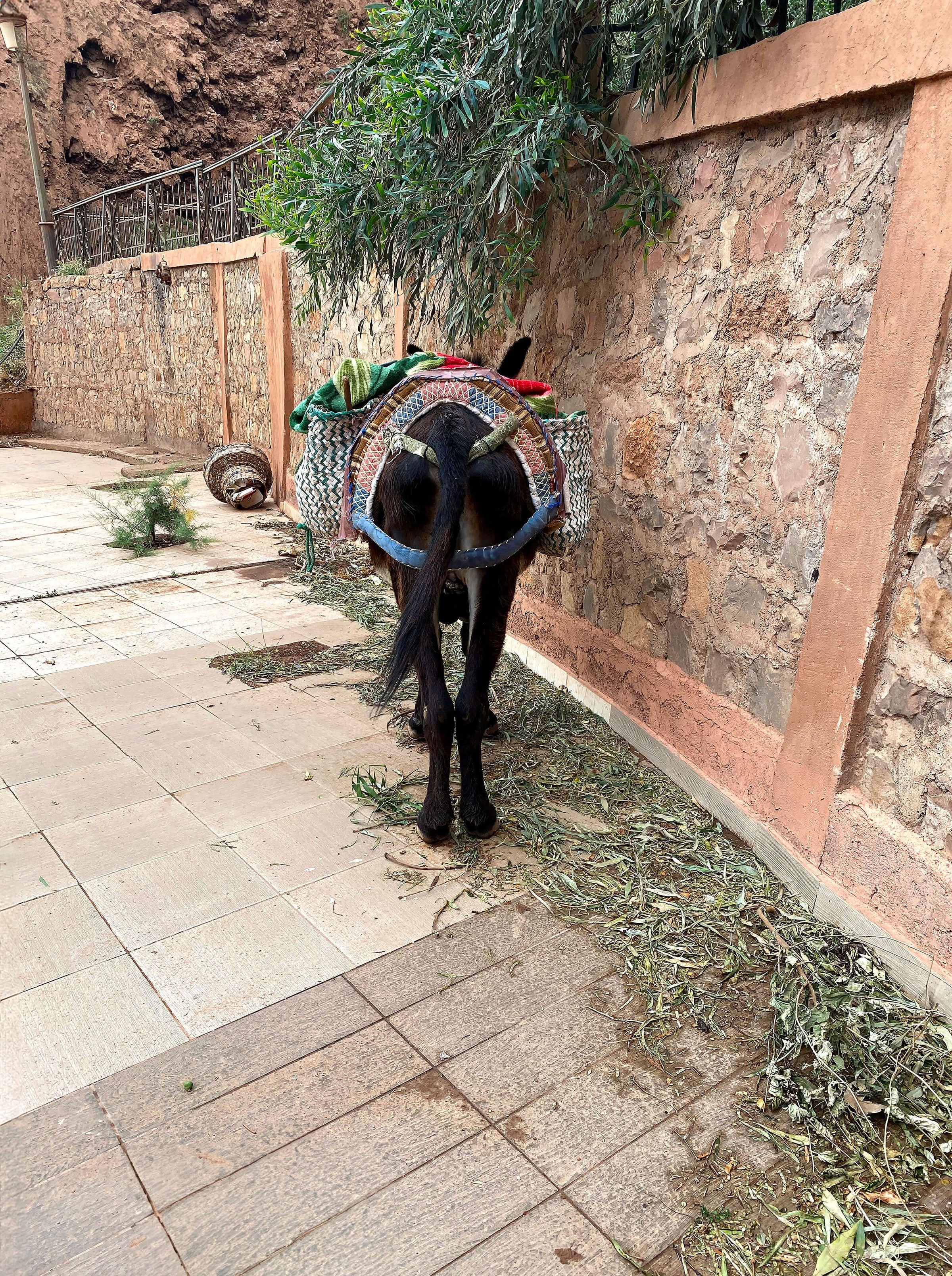 The Year Of The Donkey | A Photographic Coffee Table Book | charitable gift,christmas gift,coffee table book,photobook | Inhérent