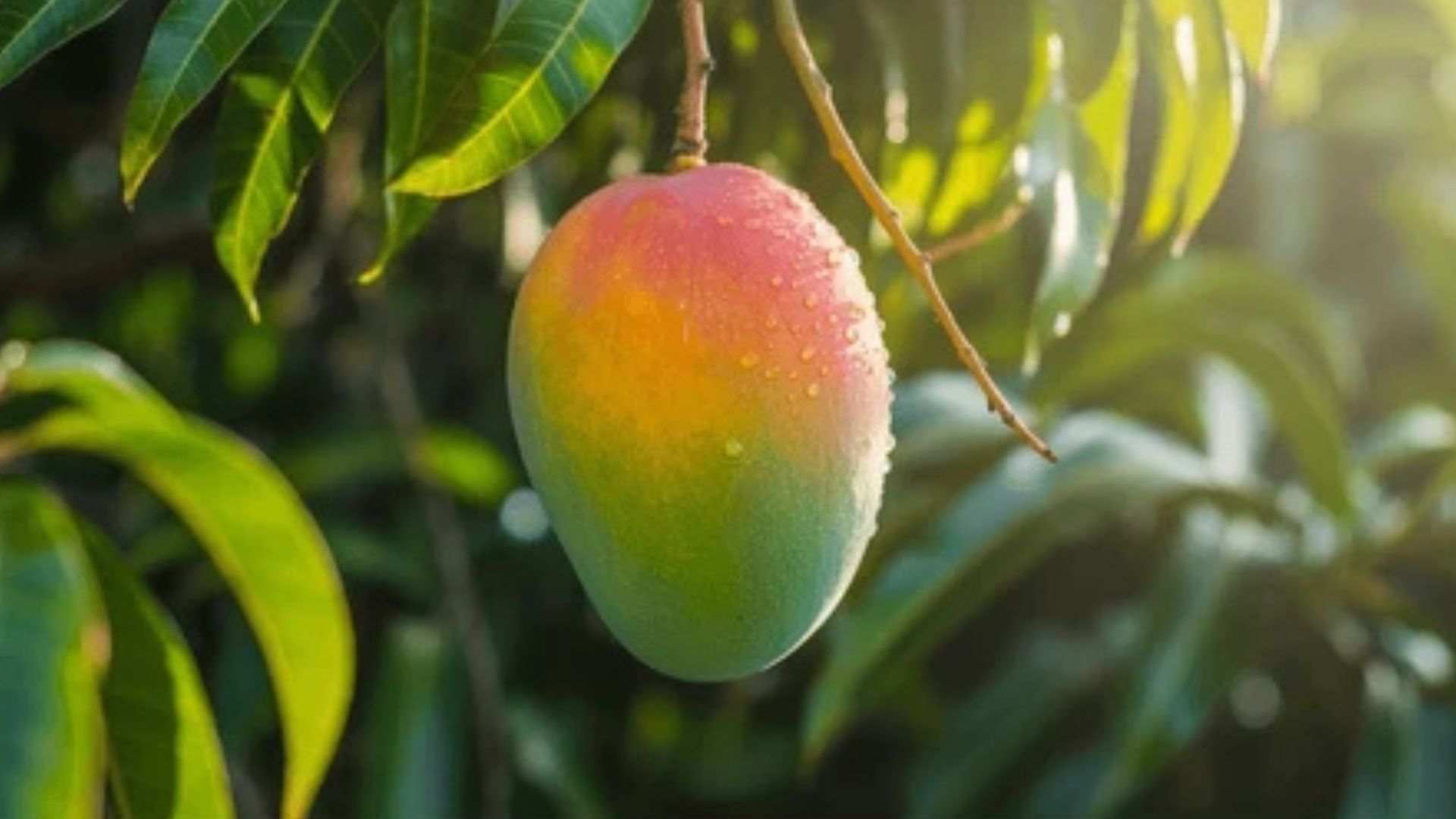 A single mango hanging from the branch of a mango tree, the orange, green and yellow are contrasted by surrounding deep green leaves.